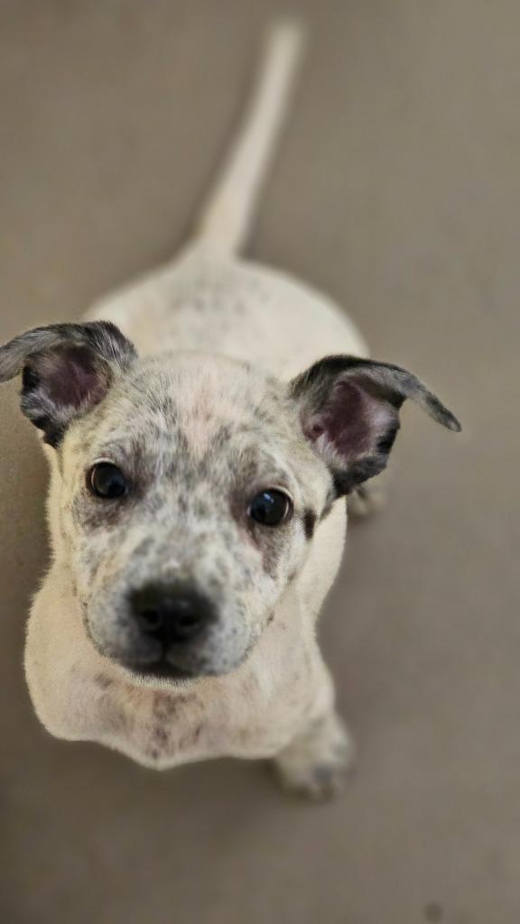 Enlarge Buttercup, a Adoptable Cattle Dog in Crossville, TN image 2/2