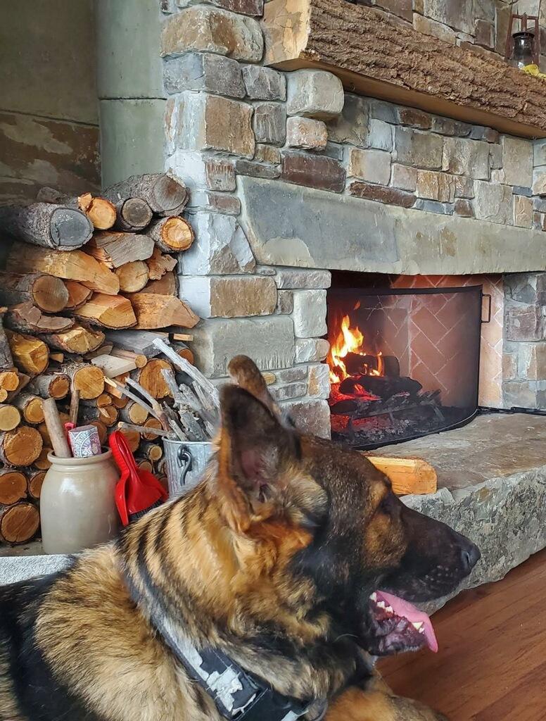 Enlarge Schultz - Courtesy Listing see info, a ADOPTABLE German Shepherd Dog in Polson, MT image 1/2