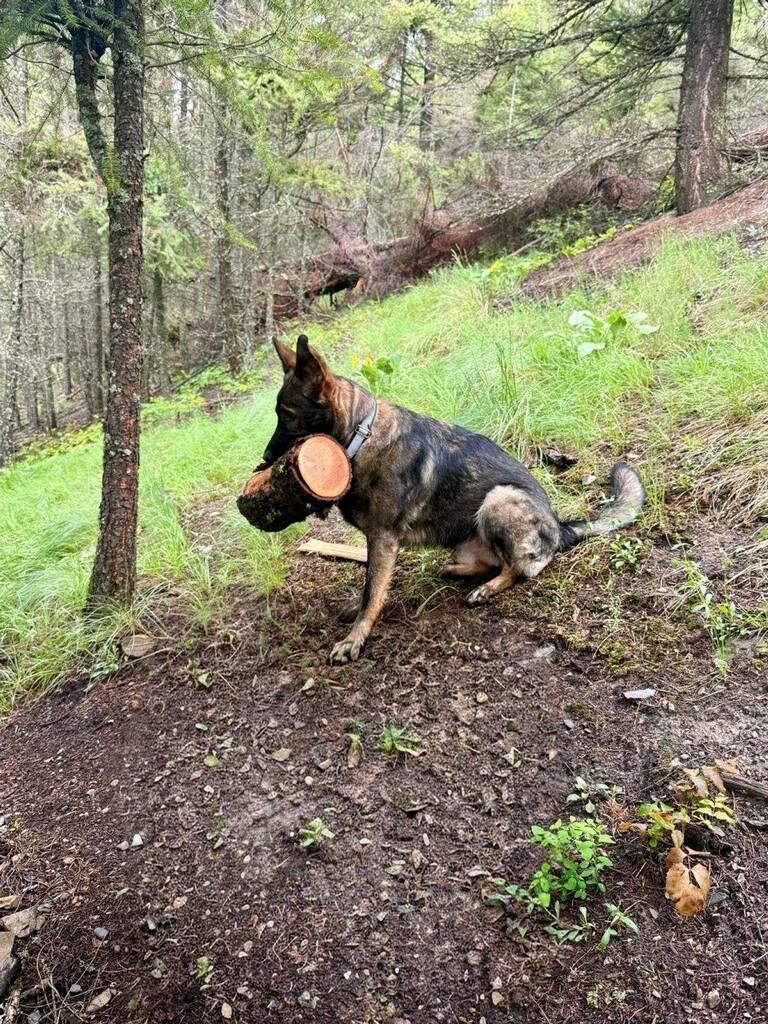 Enlarge Schultz - Courtesy Listing see info, a ADOPTABLE German Shepherd Dog in Polson, MT image 2/2