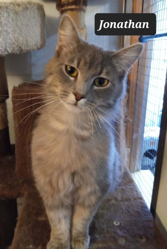 Jonathan, Adoptable, Young Male Domestic Long Hair.