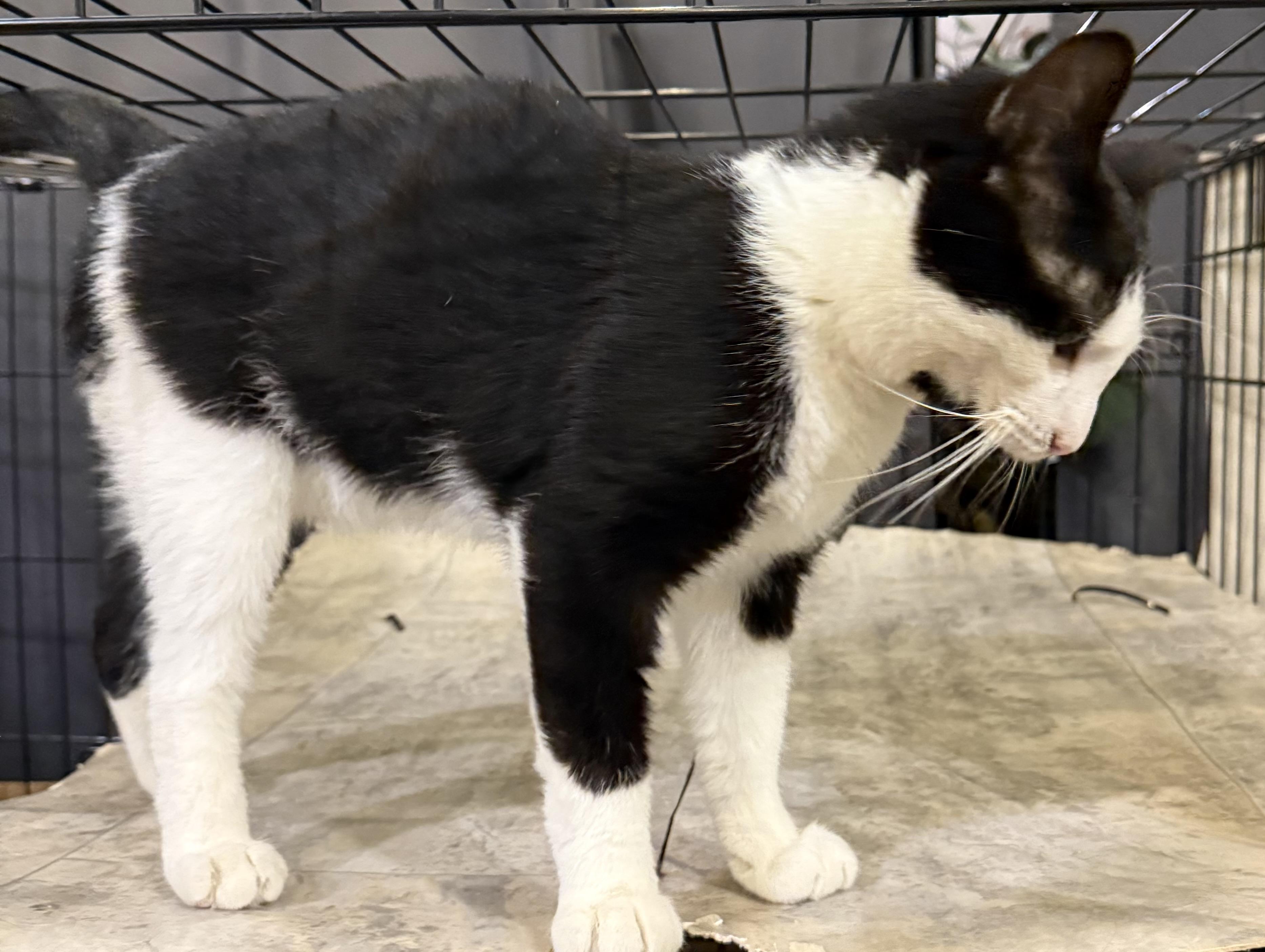 Hugh “Velcro” Hefner, an adopted Domestic Short Hair in Lake Ozark, MO image 3/6