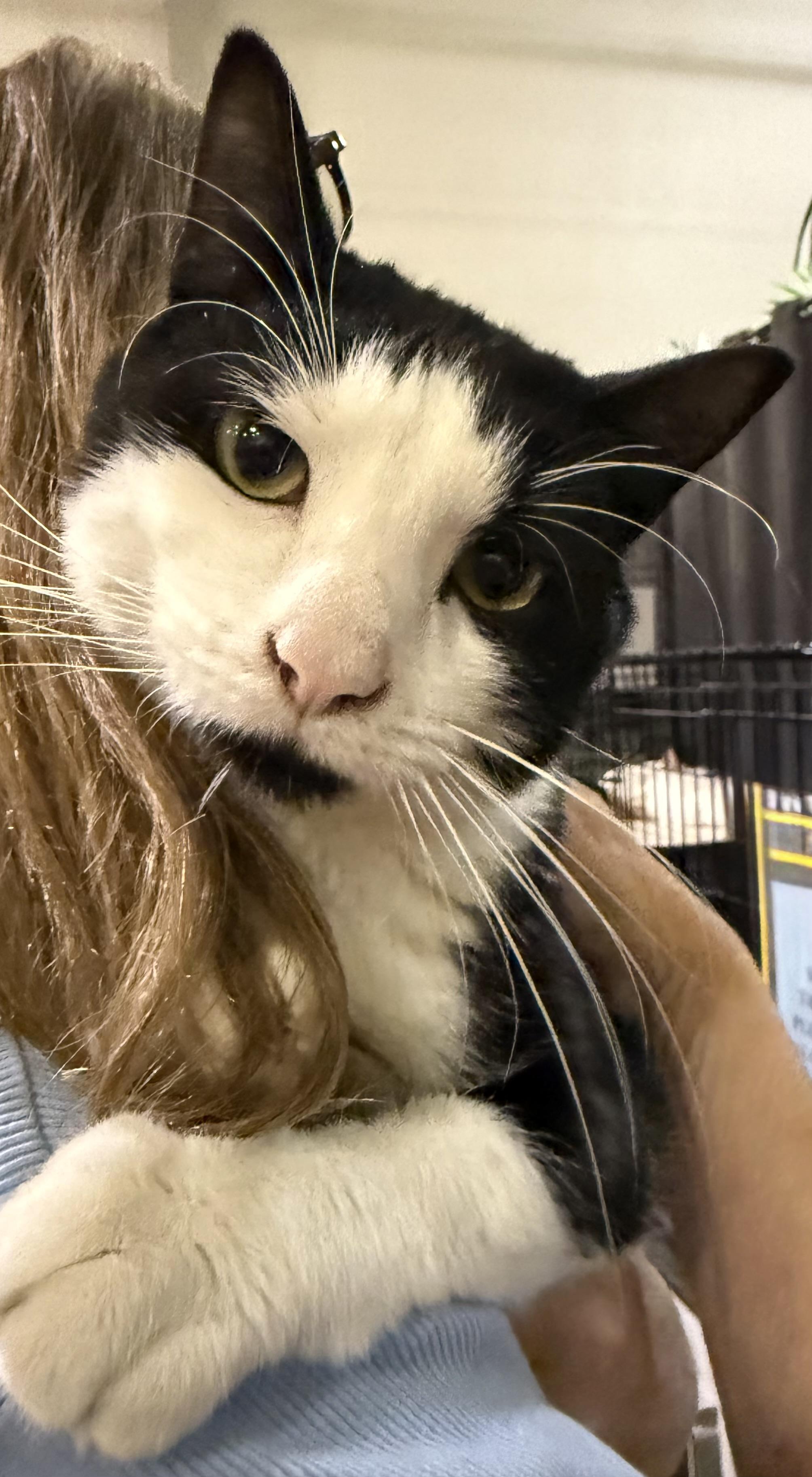 Hugh “Velcro” Hefner, adopted, Young Male Domestic Short Hair.
