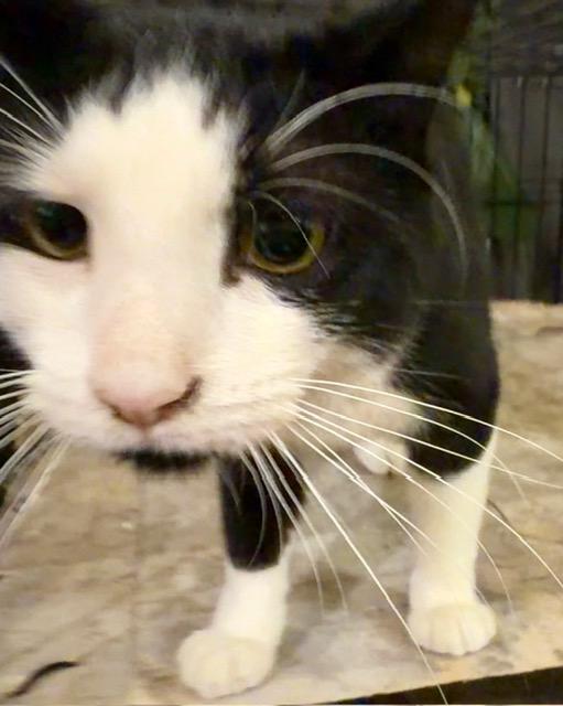Hugh “Velcro” Hefner, an adopted Domestic Short Hair in Lake Ozark, MO image 4/6