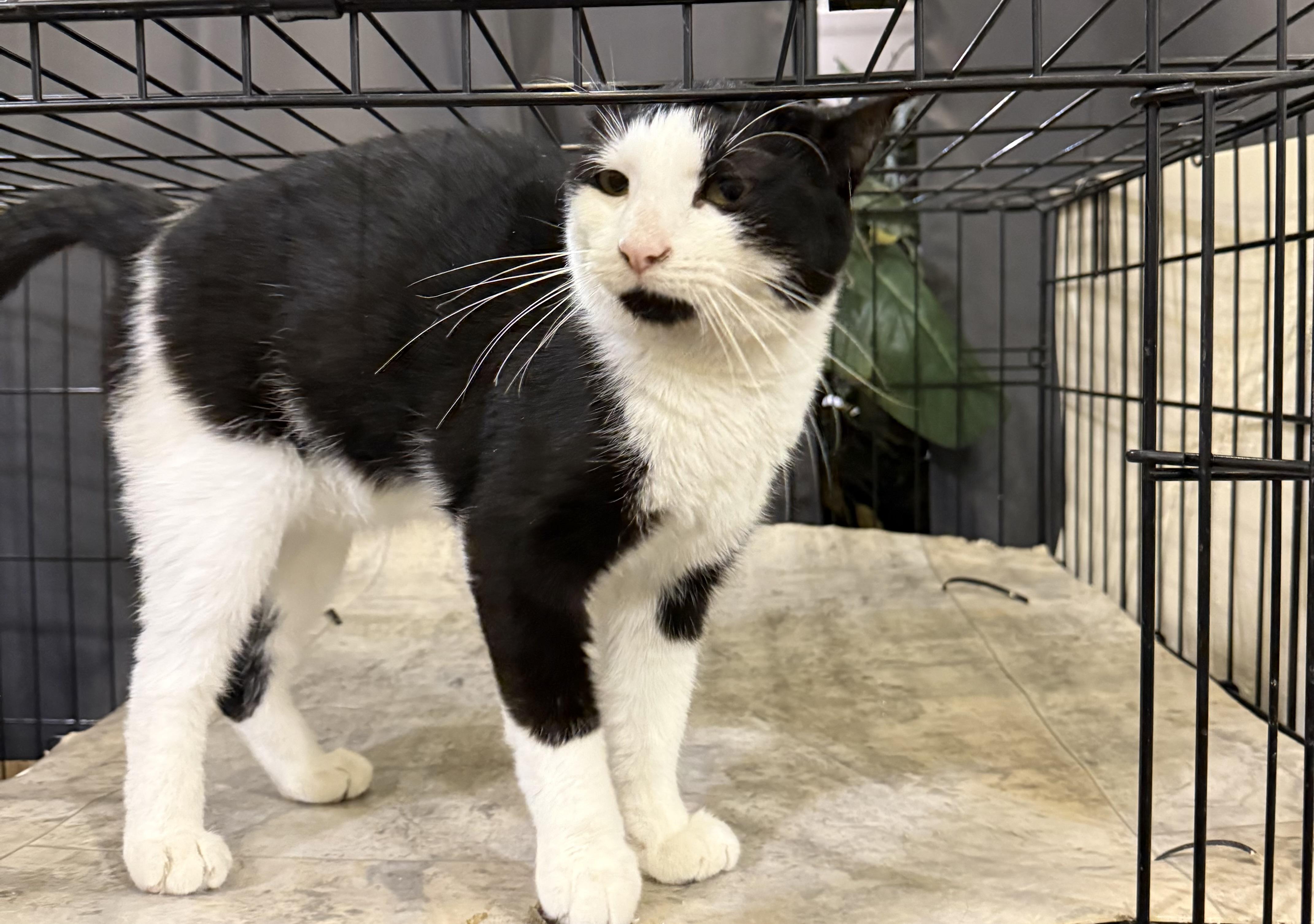 Hugh “Velcro” Hefner, an adopted Domestic Short Hair in Lake Ozark, MO image 2/6