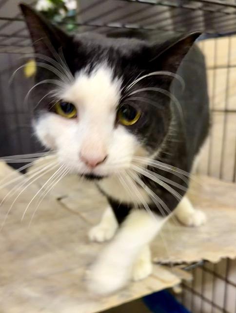 Hugh “Velcro” Hefner, an adopted Domestic Short Hair in Lake Ozark, MO image 5/6