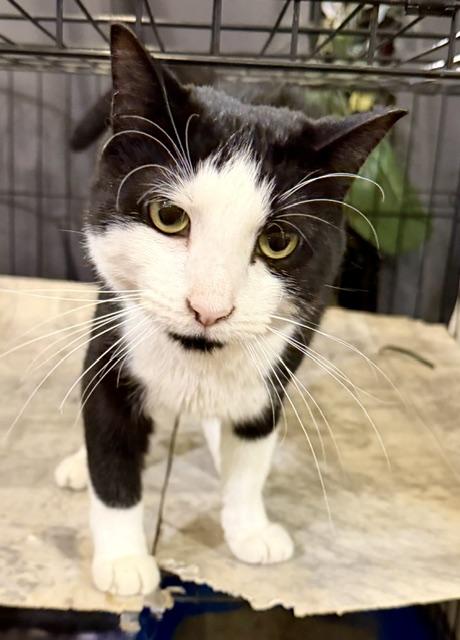 Hugh “Velcro” Hefner, an adopted Domestic Short Hair in Lake Ozark, MO image 6/6