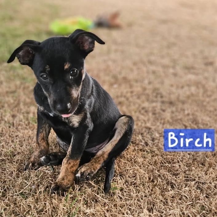 Enlarge Tree Litter : Birch, a Adoptable Mixed Breed in Keaau, HI image 1/2