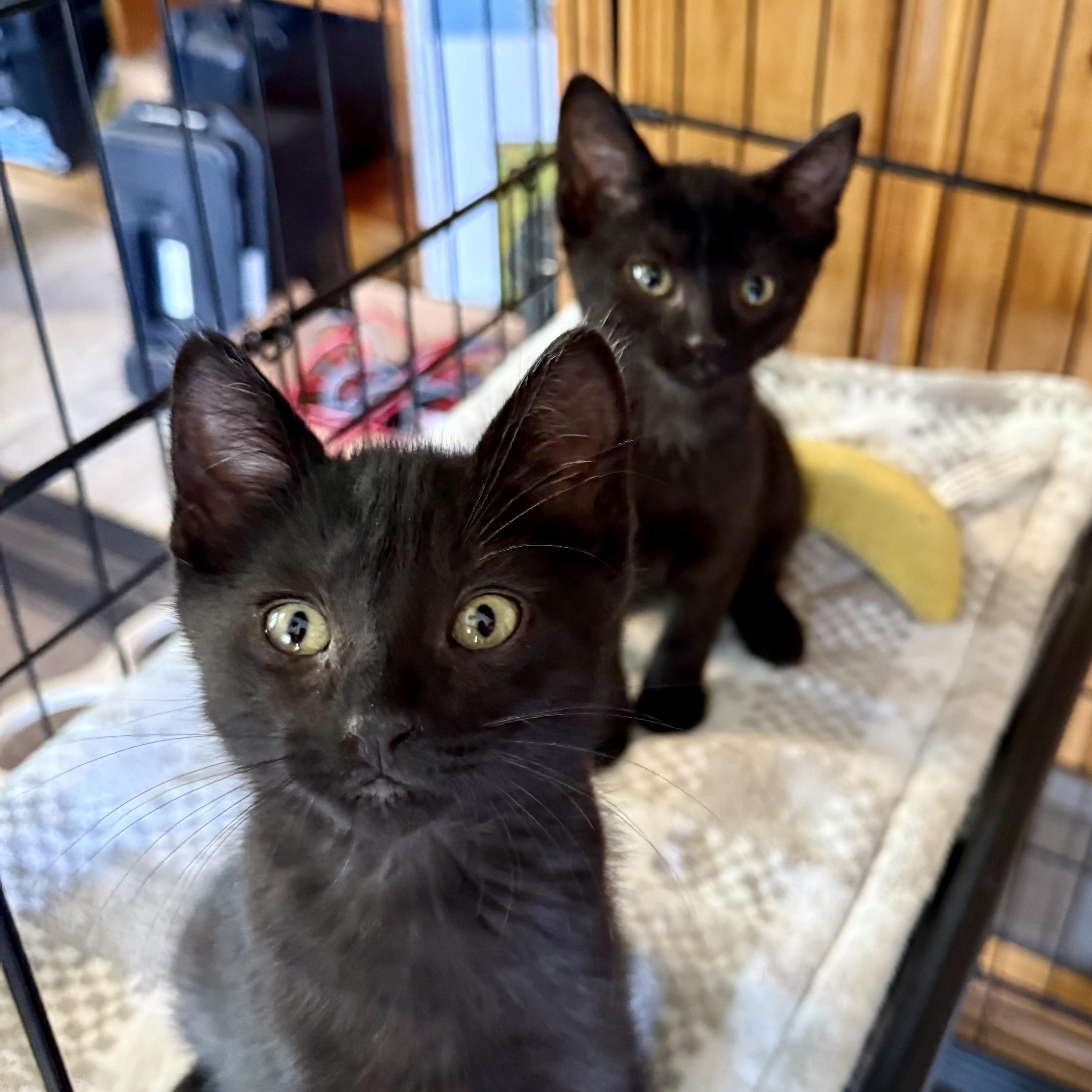 Tilly (with Rowdy), a Adoptable mixed breed in Silverton, OR image 5/5