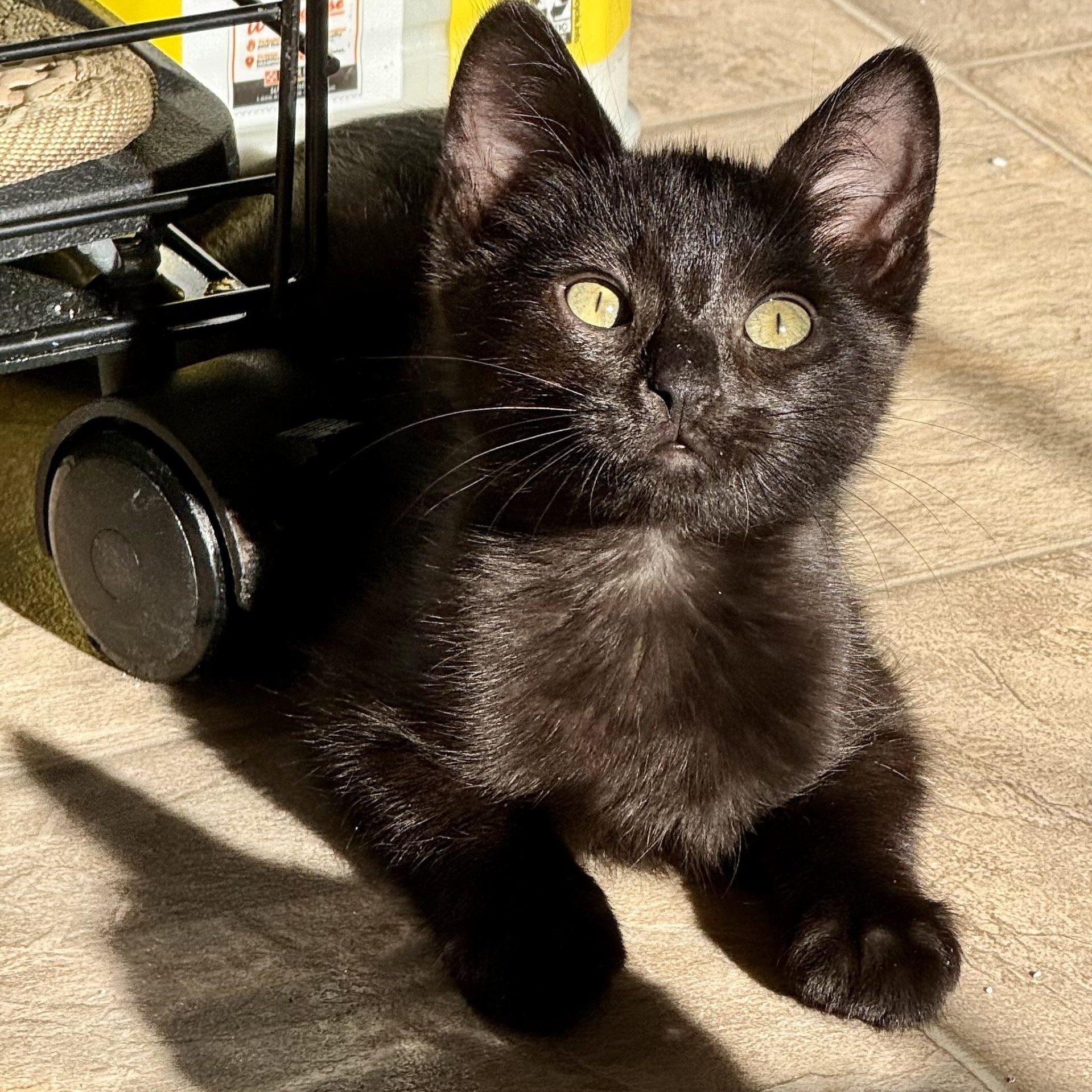 Tilly (with Rowdy), Adoptable, Kitten Female Domestic Short Hair.