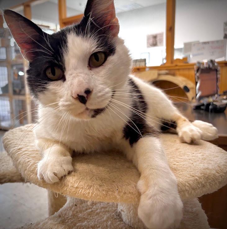 Grackle, Adoptable, Senior Male Domestic Short Hair.