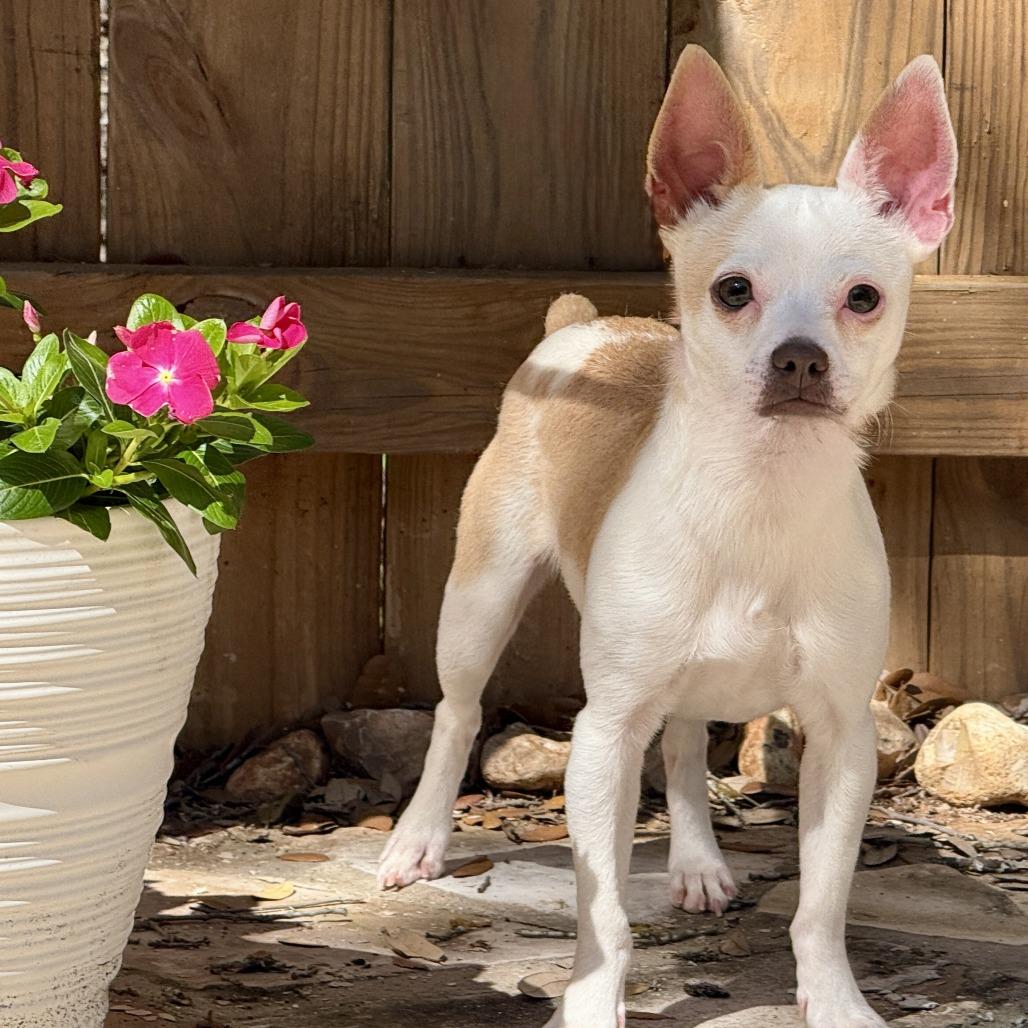 Hokey Pokey, Adoptable, Adult Male Chihuahua.