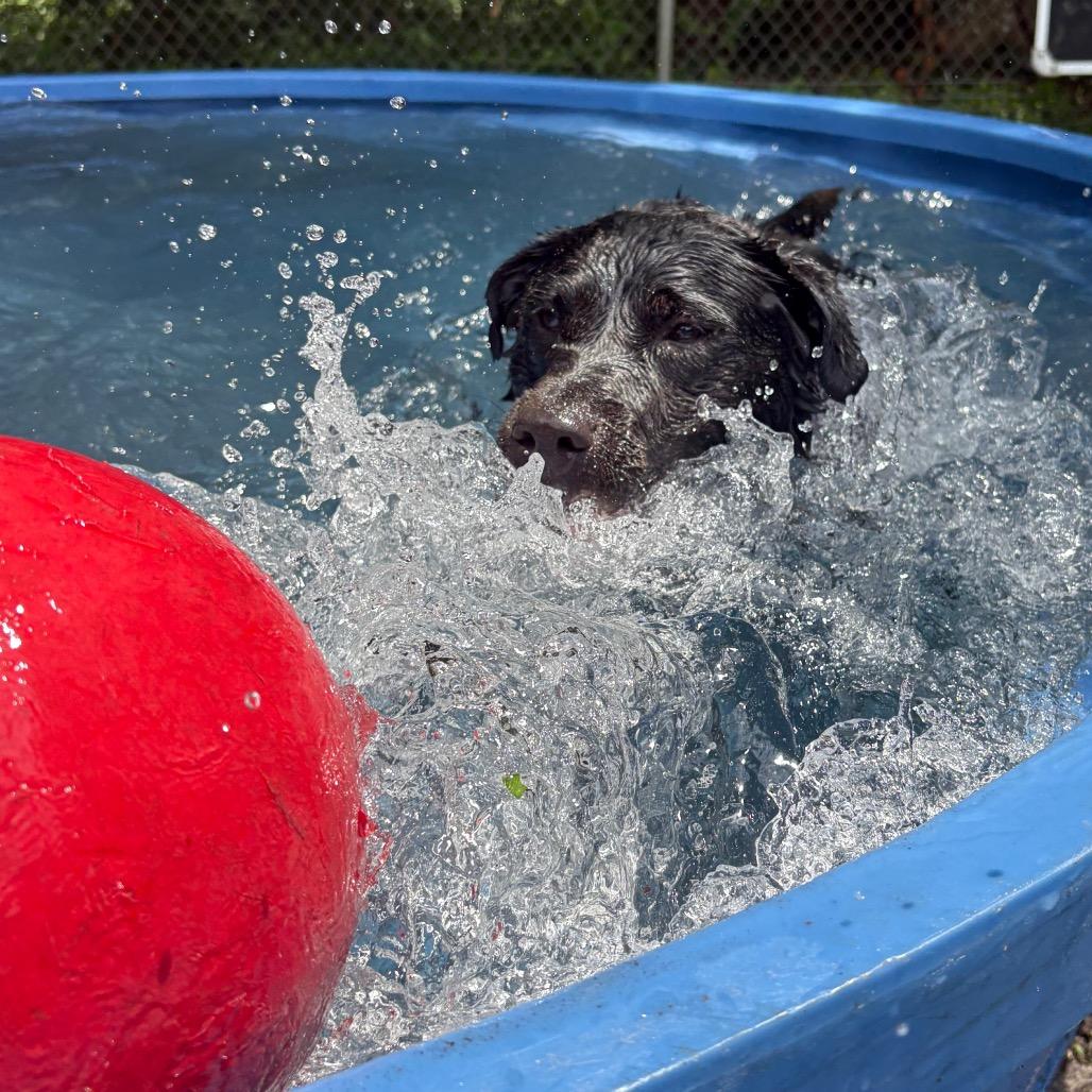 Enlarge Joey 25842, a Adoptable Mixed Breed in Middleburg, FL image 1/4