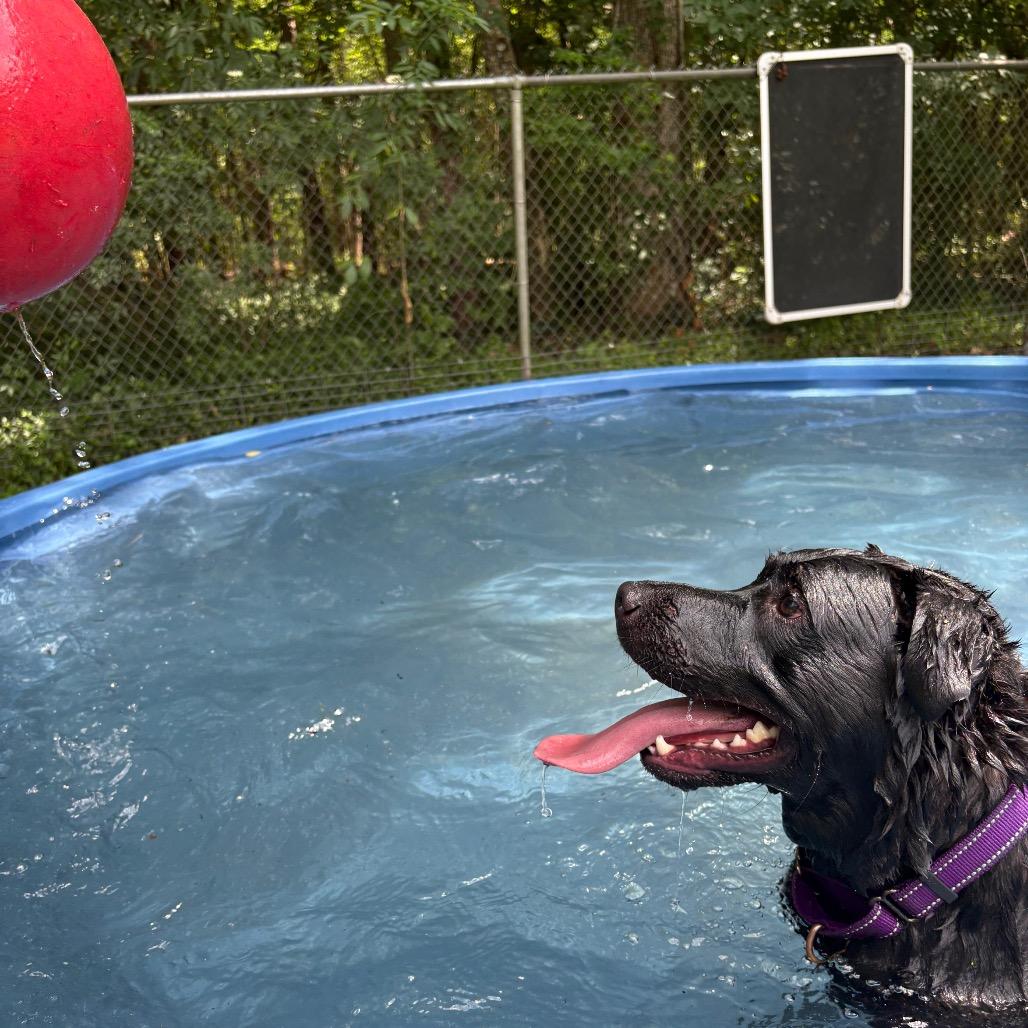 Enlarge Joey 25842, a Adoptable Mixed Breed in Middleburg, FL image 2/4