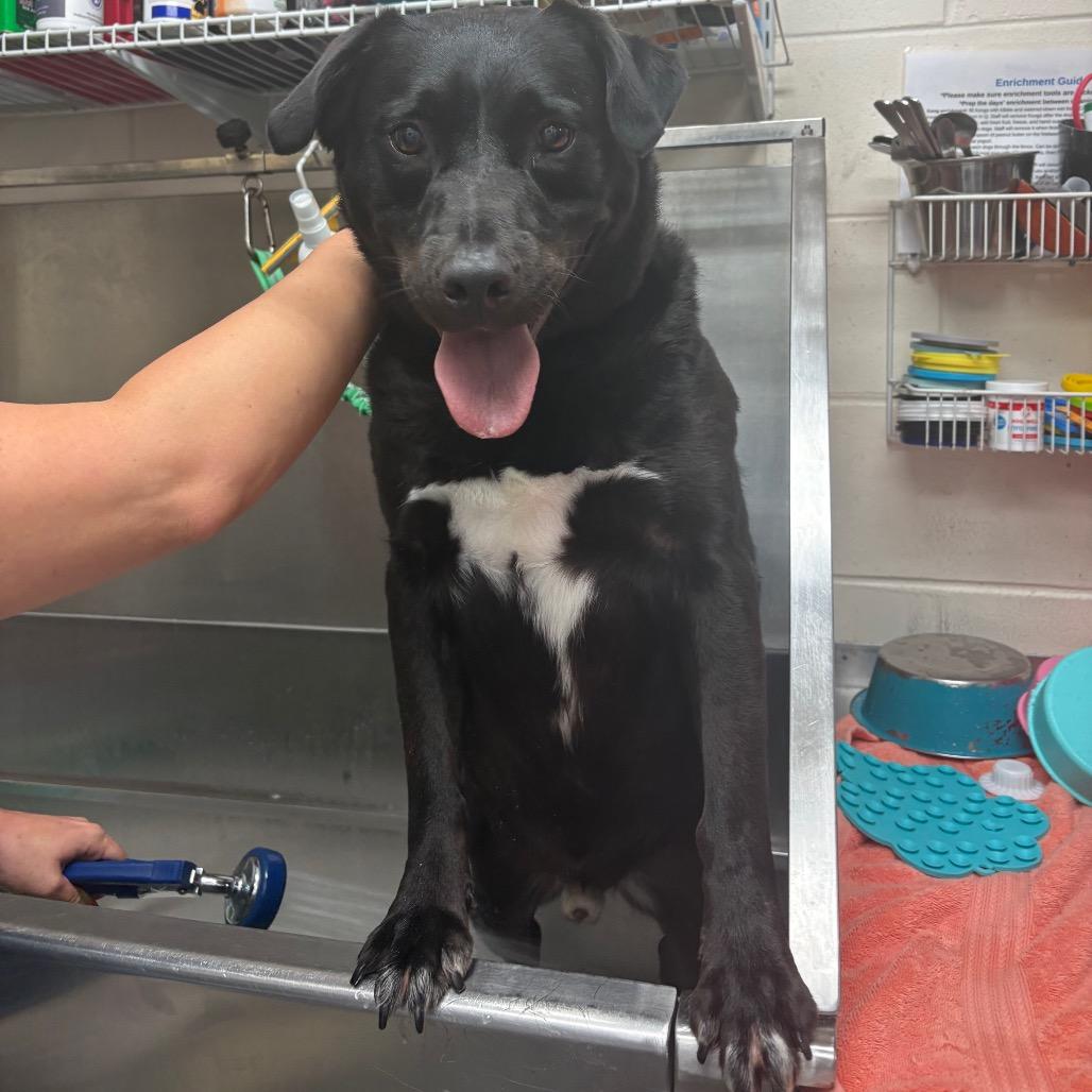 Enlarge Joey 25842, a Adoptable Mixed Breed in Middleburg, FL image 3/5