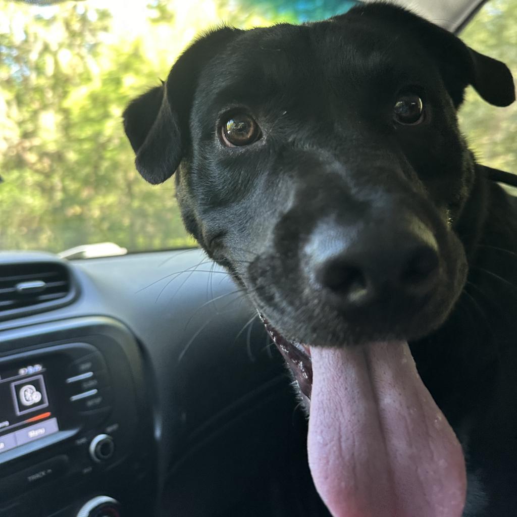 Joey 25842, Adoptable, Adult Male Mixed Breed.