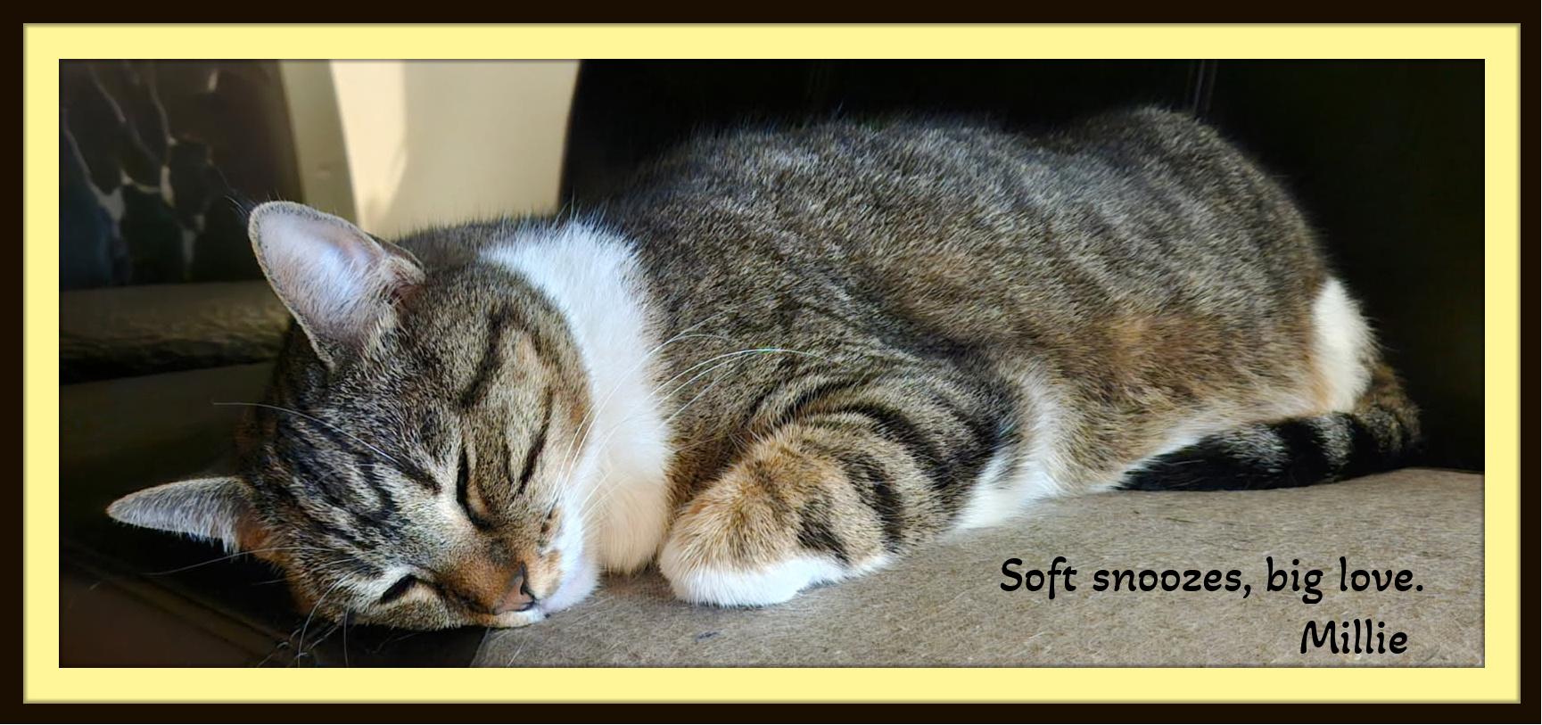 Enlarge Millie - Love looks like this — quiet and pure., a Adoptable Domestic Short Hair in Winston Salem, NC image 2/2