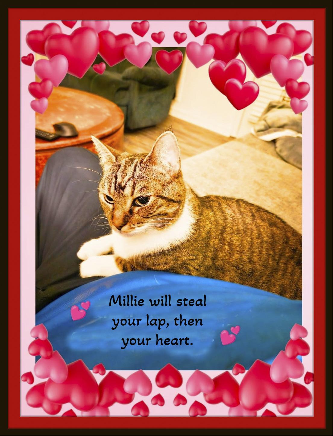Enlarge Millie - Love looks like this — quiet and pure., a Adoptable Domestic Short Hair in Winston Salem, NC image 1/2
