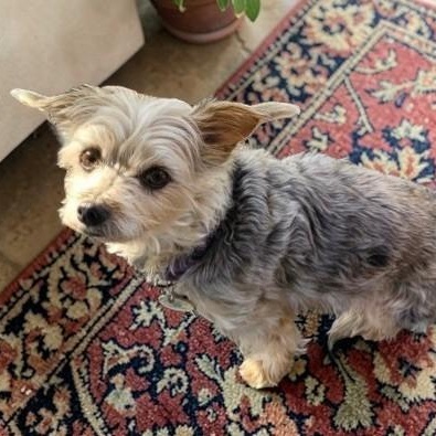 Enlarge Frankie, a ADOPTABLE mixed breed in Cedar Mountain, NC image 5/6