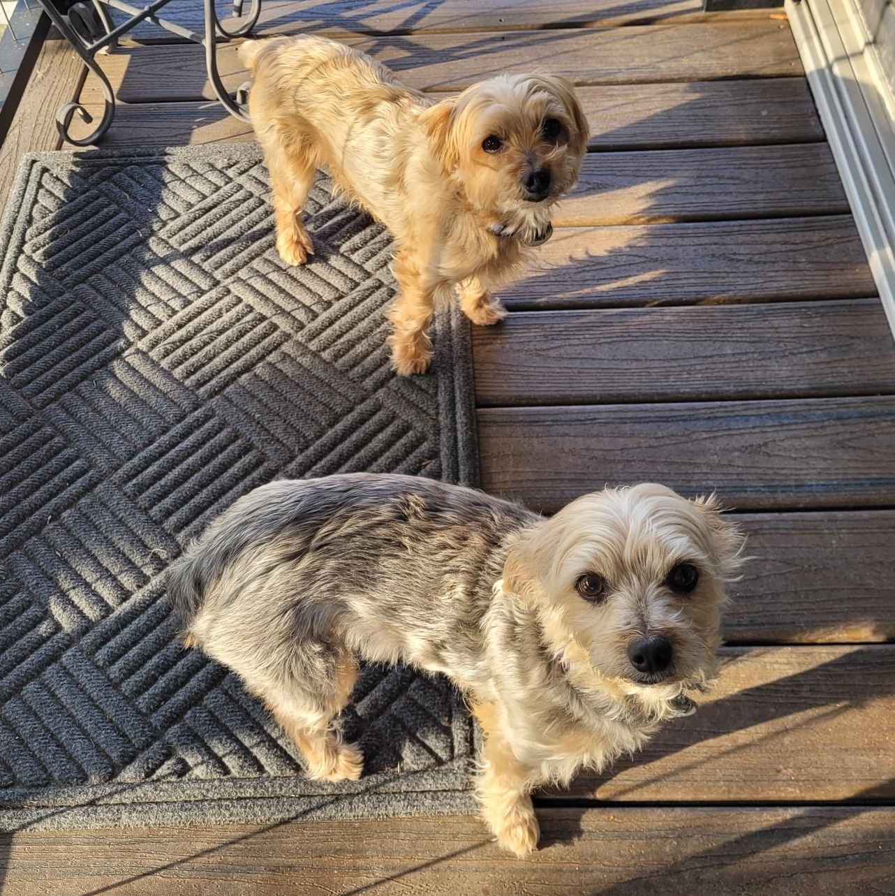 Enlarge Frankie, a ADOPTABLE mixed breed in Cedar Mountain, NC image 4/6