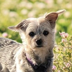 Enlarge Frankie, a ADOPTABLE mixed breed in Cedar Mountain, NC image 1/6