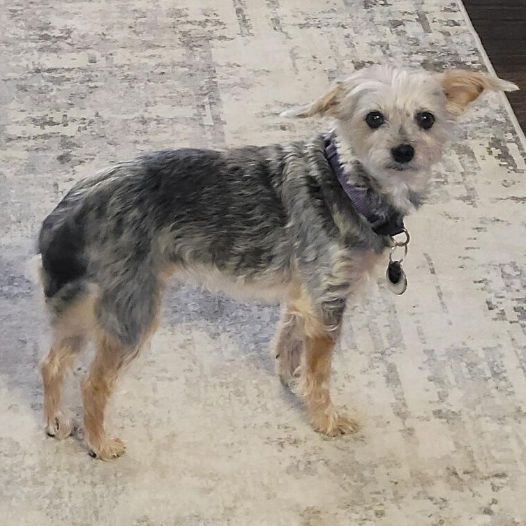 Enlarge Frankie, a ADOPTABLE mixed breed in Cedar Mountain, NC image 6/6