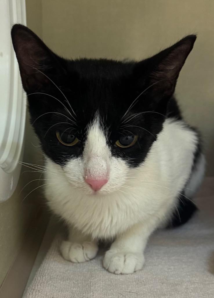 Ariana Madix, Adoptable, Young Female Domestic Short Hair.