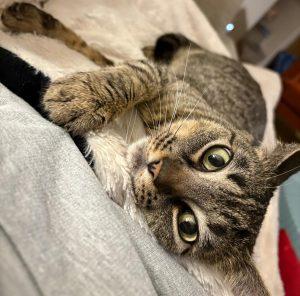 Jojo, an adoptable Domestic Short Hair in Kenai, AK, 99611 | Photo Image 1