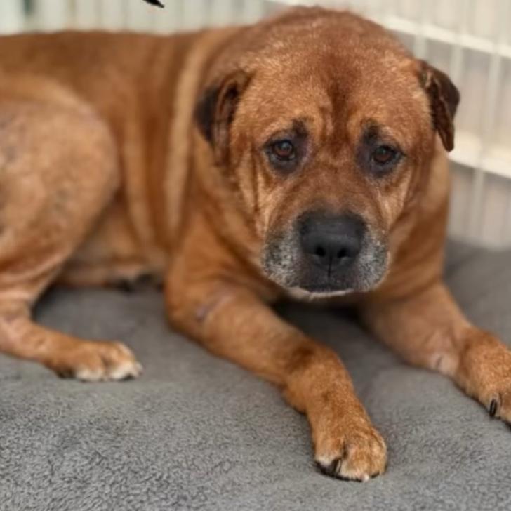 Newman, Adoptable, Senior Male Terrier & Shar-Pei.