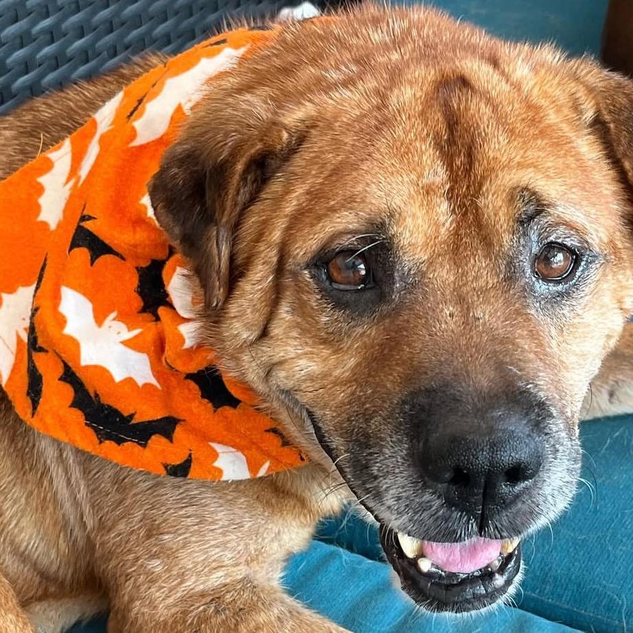 Enlarge Newman, a Adoptable mixed breed in Escondido, CA image 2/5