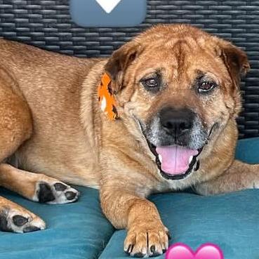 Enlarge Newman, a Adoptable mixed breed in Escondido, CA image 3/5