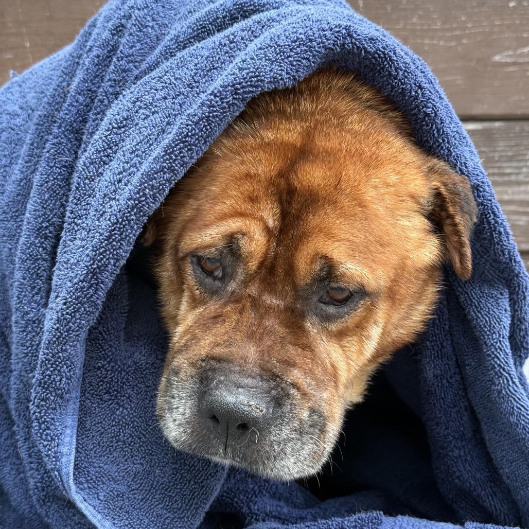 Enlarge Newman, a Adoptable mixed breed in Escondido, CA image 4/5