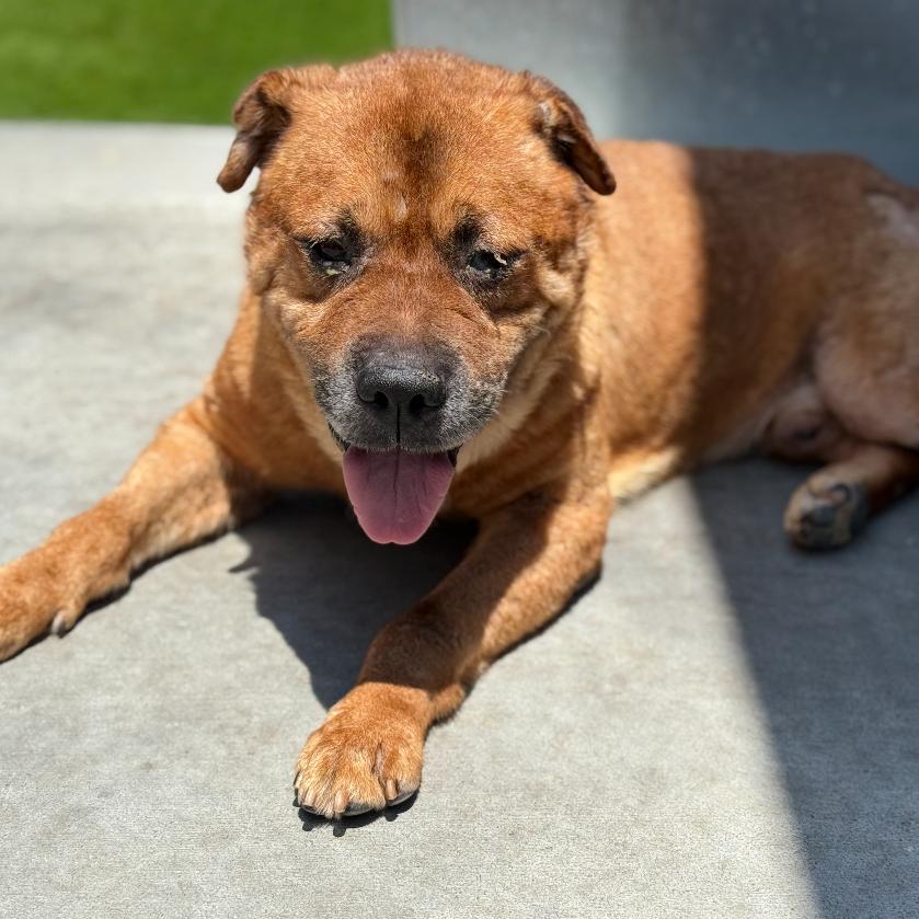 Enlarge Newman, a Adoptable mixed breed in Escondido, CA image 5/5