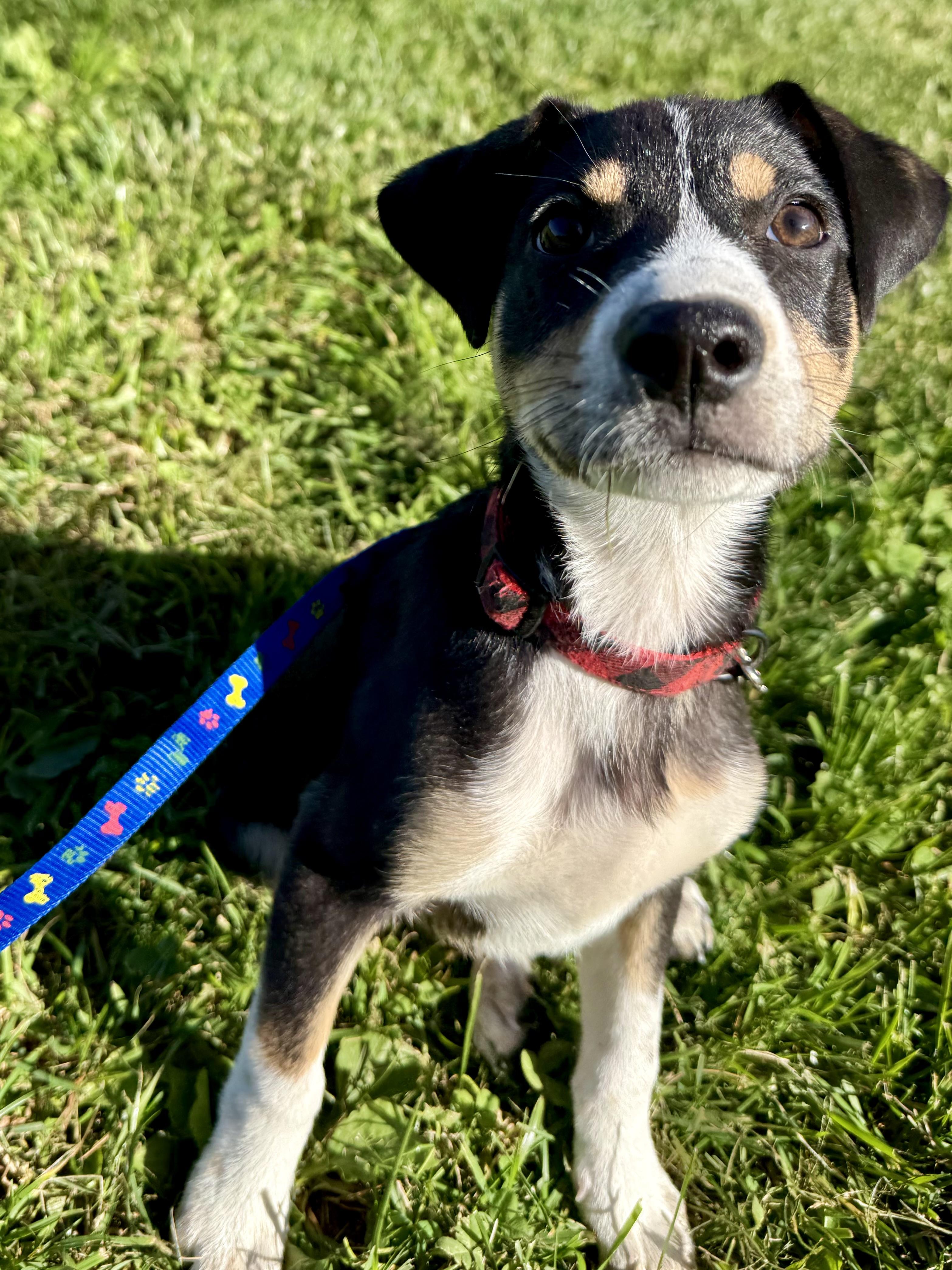 Katt, Adoptable, Puppy Male Border Collie & Jack Russell Terrier.