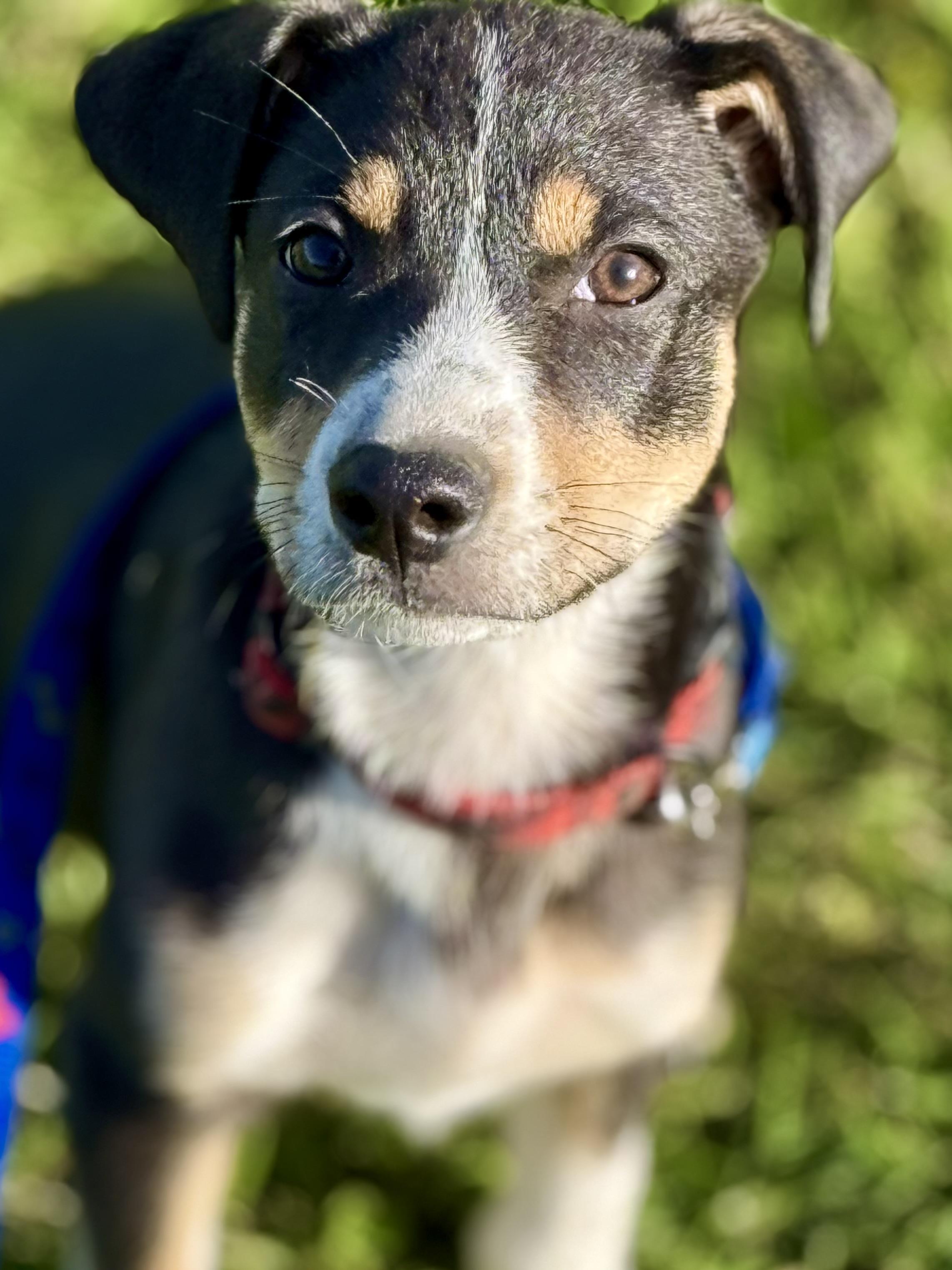 Enlarge Katt, a Adoptable mixed breed in Waukesha , WI image 2/4