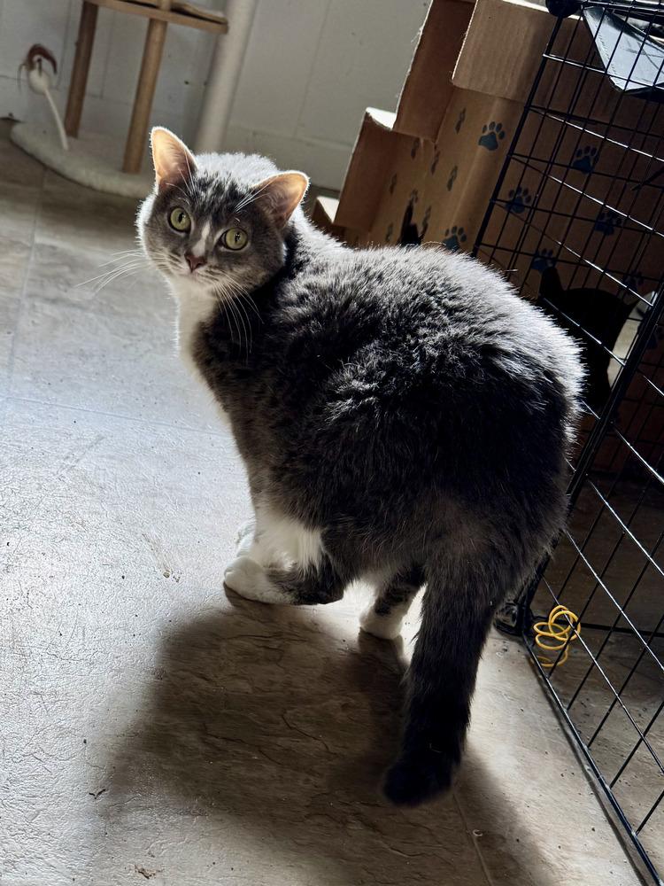 Mira, a Adoptable mixed breed in Papillion, NE image 1/3