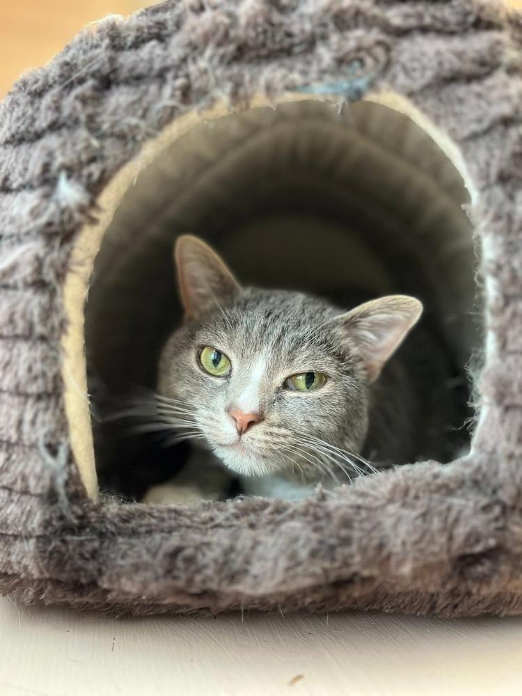 Mira, a Adoptable mixed breed in Papillion, NE image 2/3