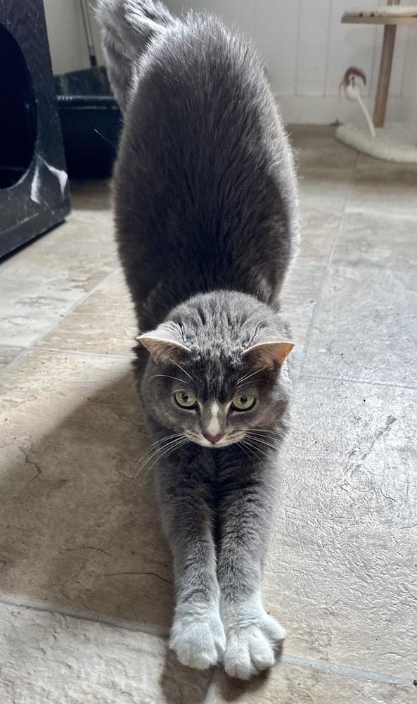 Mira, a Adoptable mixed breed in Papillion, NE image 3/3