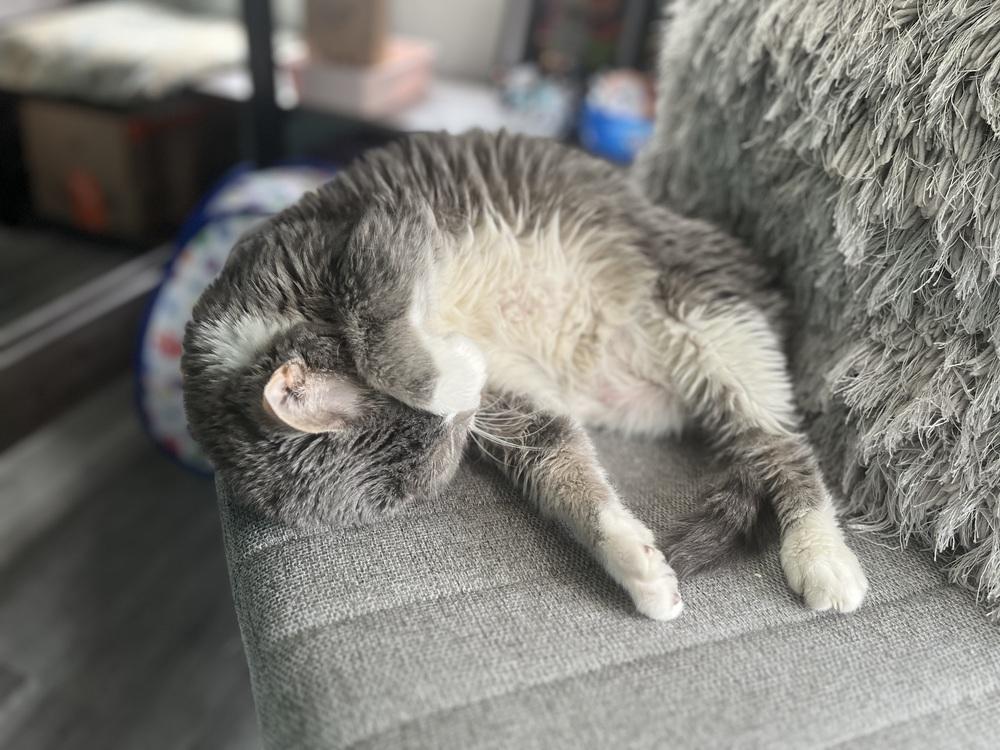 Enlarge Mira, a Adoptable mixed breed in Papillion, NE image 4/6