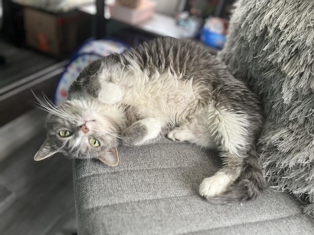 Enlarge Mira, a Adoptable mixed breed in Papillion, NE image 5/6