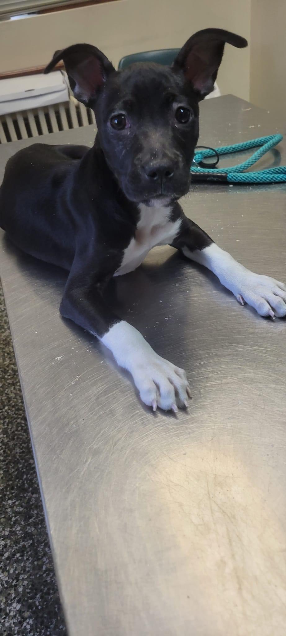 Pepper, Adopted, Puppy Female Pit Bull Terrier.