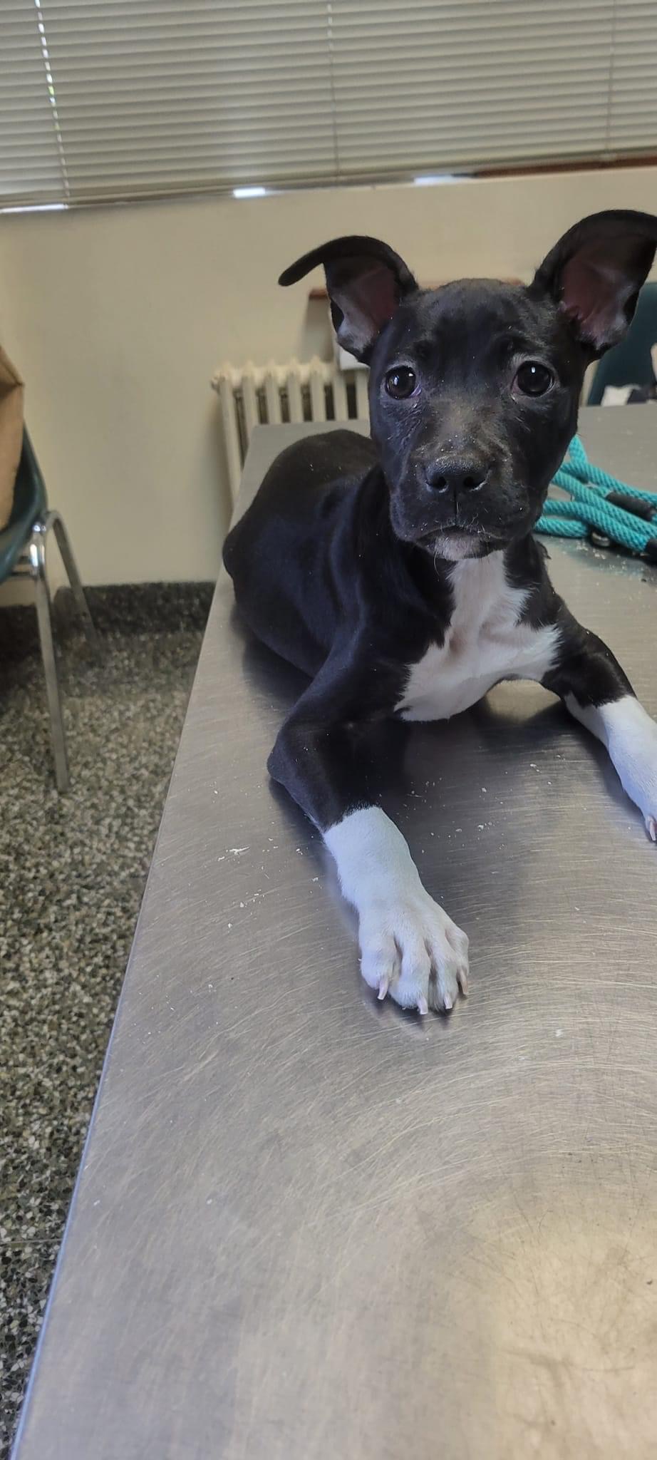 Enlarge Pepper, a Adopted Pit Bull Terrier in Far Rockaway, NY image 2/2