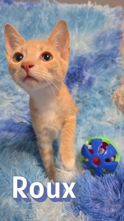 Roux 3