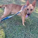 Enlarge Blake, a ADOPTABLE mixed breed in Warwick, RI image 2/4