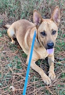 Enlarge Blake, a ADOPTABLE mixed breed in Warwick, RI image 1/4