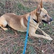Enlarge Blake, a ADOPTABLE mixed breed in Warwick, RI image 3/4