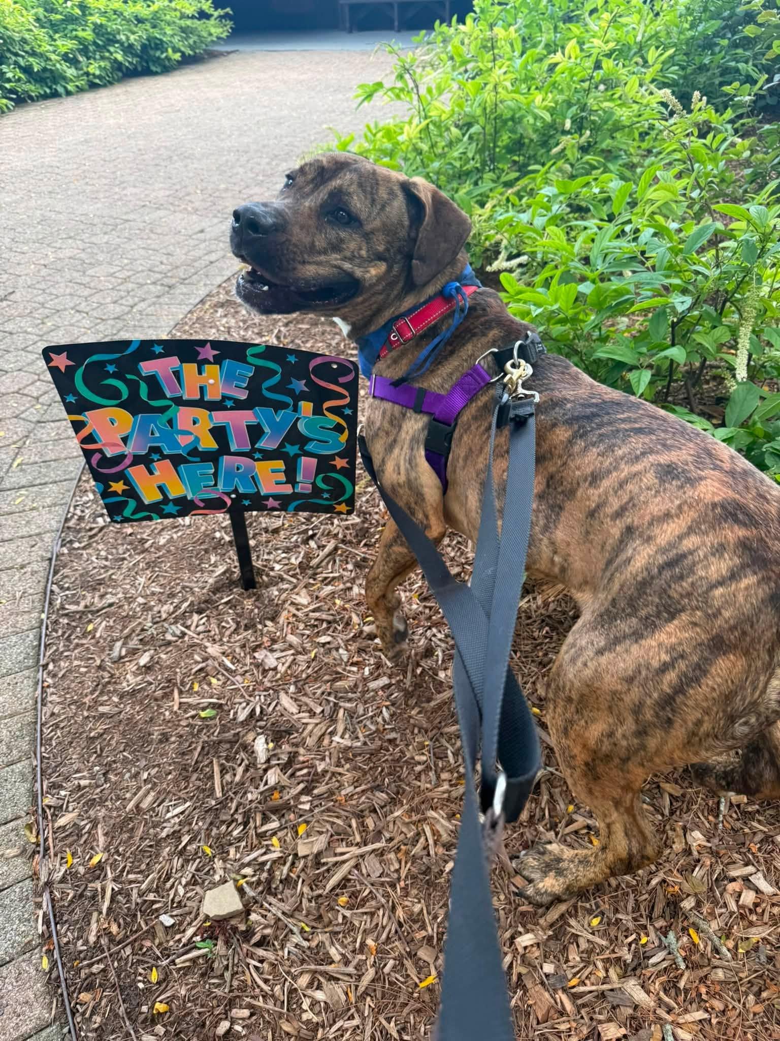 Jellybean, ADOPTABLE, Young Male Boxer.