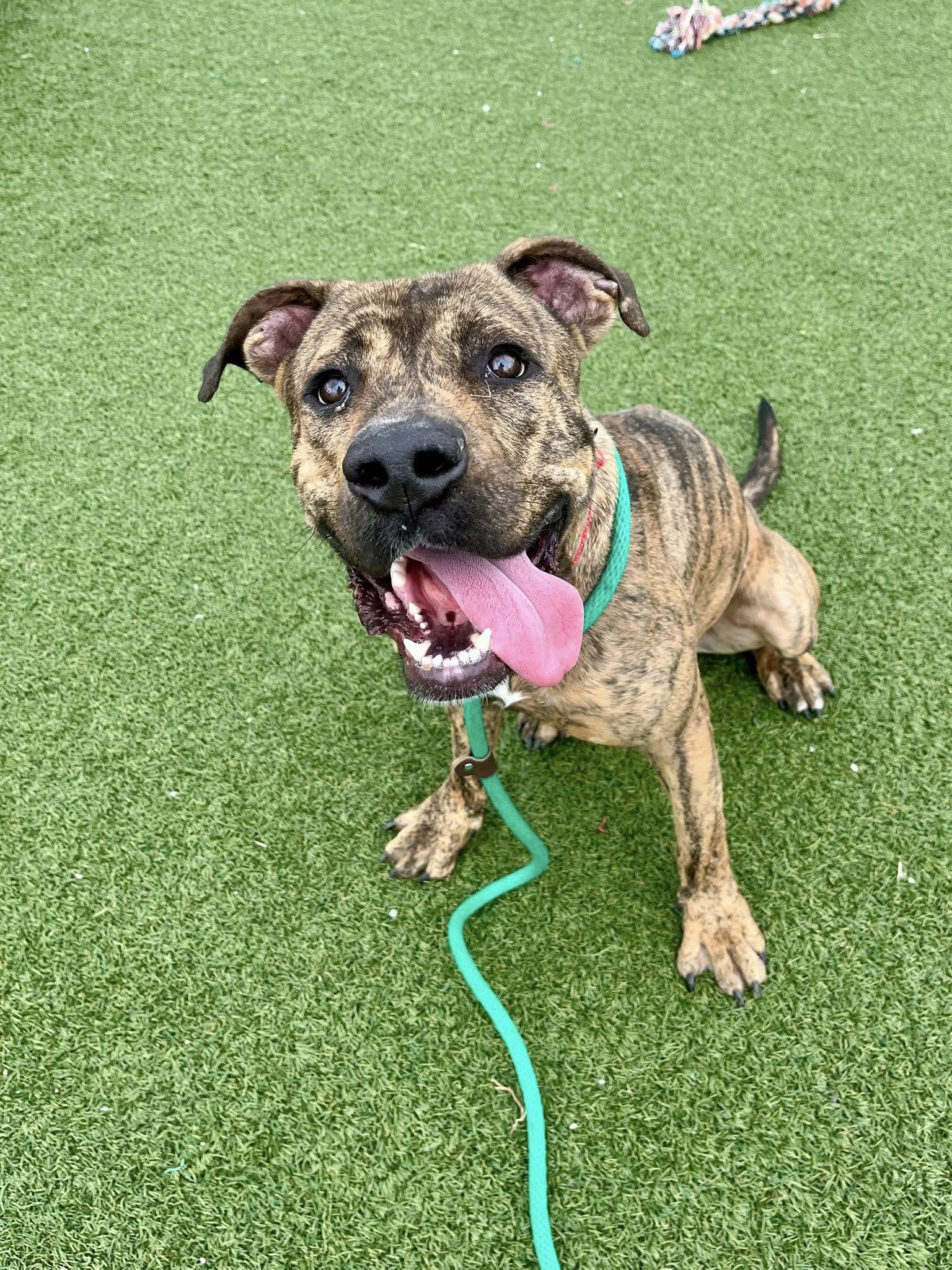 Enlarge Jellybean, a ADOPTABLE mixed breed in Cleveland, OH image 6/6