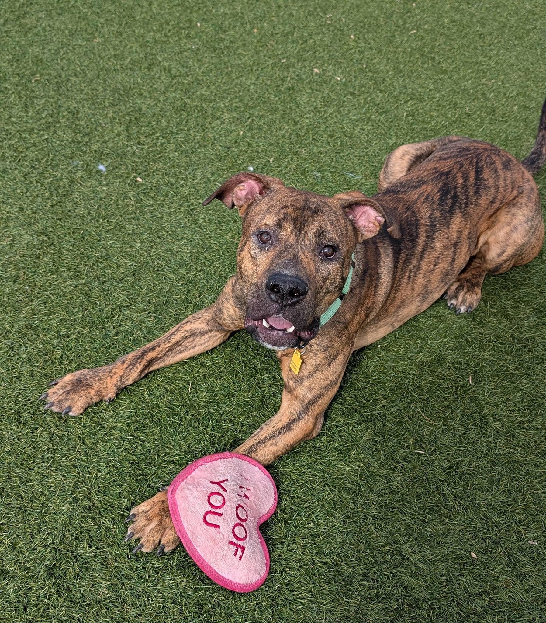Enlarge Jellybean, a ADOPTABLE mixed breed in Cleveland, OH image 2/6