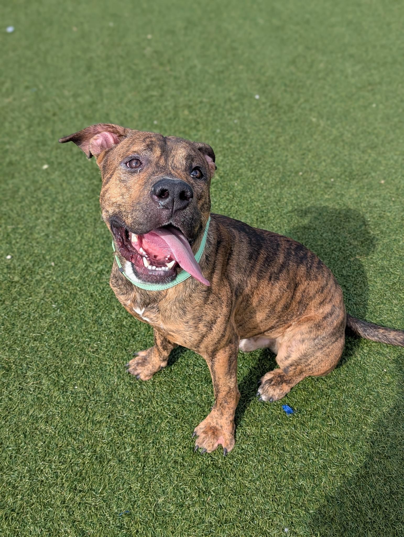 Enlarge Jellybean, a ADOPTABLE mixed breed in Cleveland, OH image 5/6