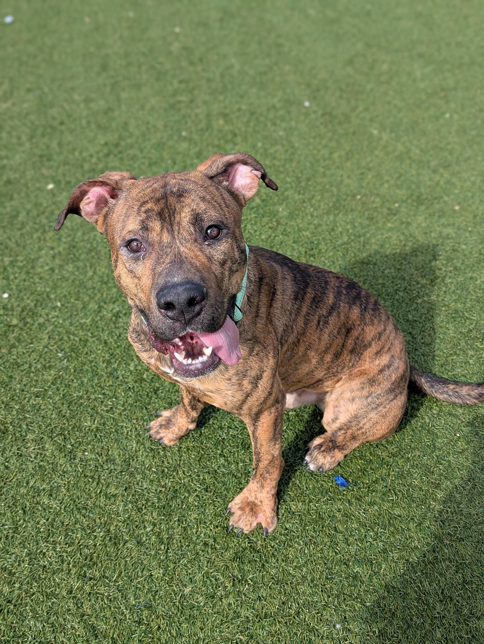 Jellybean, ADOPTABLE, Young Male Boxer.